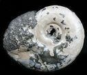 Iridescent Sublunduloceras Ammonite Fossil - Russia #34601-1